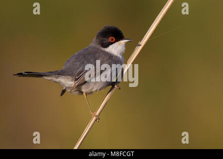 Kleine Zwartkop op Tak; sardischen Warbler auf einem Zweig Stockfoto