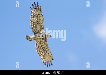 Adulte Slangenarend in Vlucht; Short-toed Eagle nach im Flug Stockfoto