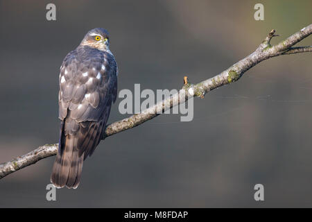 Sperwer; Eurasian Sparrowhawk Stockfoto