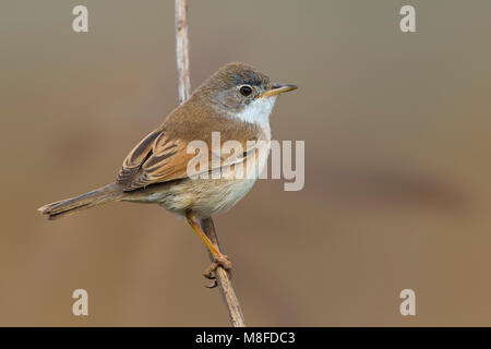 Brilgrasmus; Spectacled Warbler Stockfoto