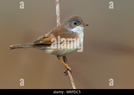 Brilgrasmus; Spectacled Warbler Stockfoto