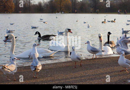 Schwäne, Tauben, Enten und Möwen Stockfoto