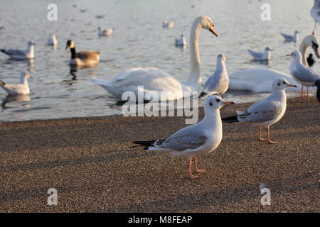 Schwäne, Tauben, Enten und Möwen Stockfoto