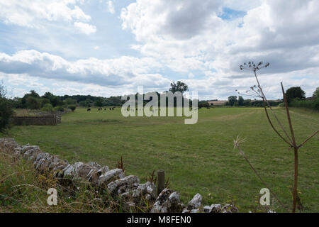 Schwarze Vieh in einem Feld zu Asthall, Oxfordshire, Großbritannien Stockfoto