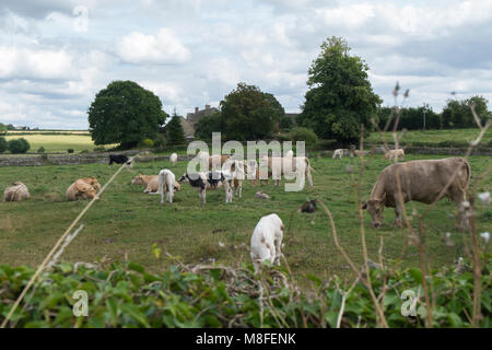 Rinder grasen in ein Feld an Asthall, Oxfordshire, Großbritannien Stockfoto