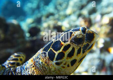 Nahaufnahme Kopf Sea Turtle in einem Ozean Stockfoto