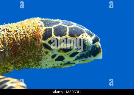 Nahaufnahme Kopf Sea Turtle in einem Ozean Stockfoto