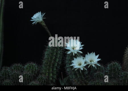 Königin der Nacht - Cactus Stockfoto