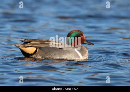 Ein männlicher Green winged teal Anas crecca Schwimmen auf einem blauen See im Winter Stockfoto