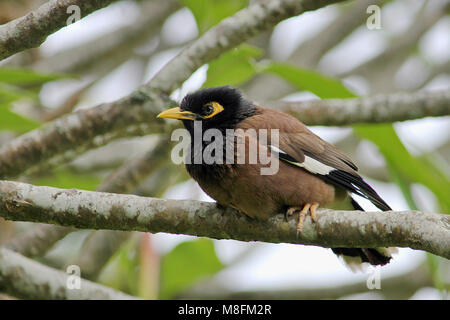 Wild Common/Indischen Mynah Bird (Acridotheres Tristis) in einen Baum in Keane auf dem Weg nach Hana thront, auf der Insel Maui, Hawaii. Stockfoto