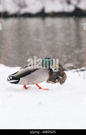 Kanada Enten in der Nähe von Teich Stockfoto