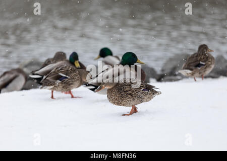 Kanada Enten in der Nähe von Teich Stockfoto