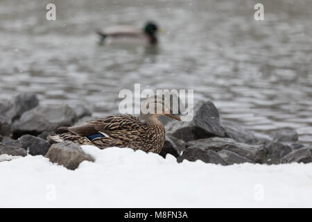 Kanada Enten in der Nähe von Teich Stockfoto