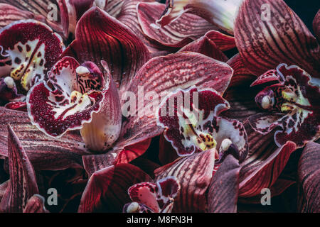 Unglaublich, schön, herrlich, fantastisch blühende Blumen Stockfoto