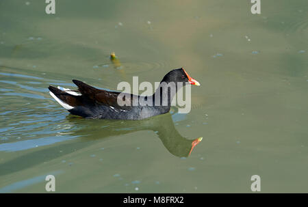 (Common Gallinule Gallinula galeata) Schwimmen entlang des Lago de Chapala, Ajijic, Jalisco, Mexiko Stockfoto