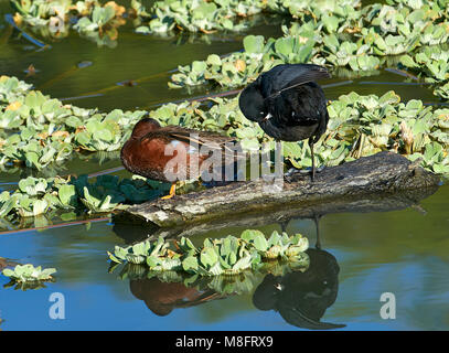 Cinnamon Teal (Anas cyanoptera) und Amerikanische Blässhuhn (Fulica americana) teilen sich eine auf der Chapala See, Jocotopec, Jalisco, Mexiko anmelden Stockfoto