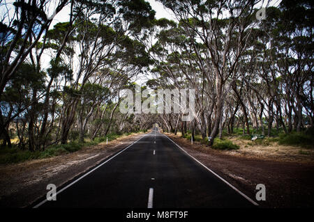 Bitumen Road mit überhängenden Bäume, Kangaroo Island, Südaustralien, Stockfoto