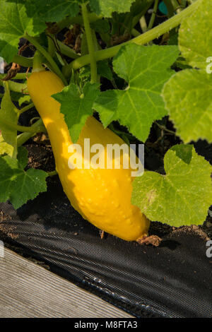 Crookneck Erbstück squash wachsenden mit schwarzen Garten Tuch für die Unkrautbekämpfung umgeben Stockfoto