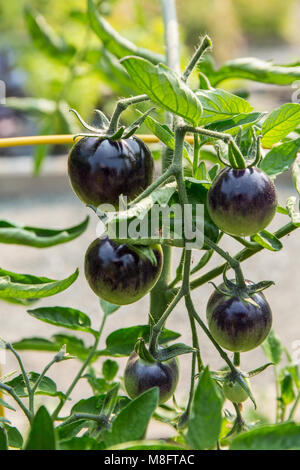 Indigo Rose hybrid Tomaten Stockfoto