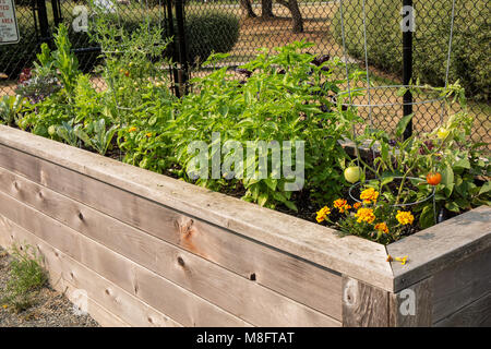 Taille - hoher Gemüse-, Kräuter- und Blumengarten, mit Basilikum, Ringelblumen, Tomaten und anderen Pflanzen. Stockfoto