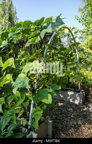 Violett Podded fadenlos Lila pol Bohnen wachsen auf einer Laube aus PVC-Rohren Stockfoto