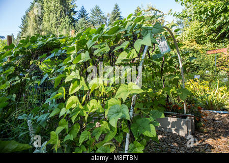 Violett Podded fadenlos Lila pol Bohnen wachsen auf einer Laube aus PVC-Rohren Stockfoto