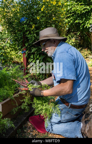 Bellevue, Washington, USA. Männliche Vorlagengärtner Ernte Purple Haze Karotten. Sie haben einen süssen Geschmack mit einem Angebot noch snappy Crunch. Die 7-8 Inc. Stockfoto