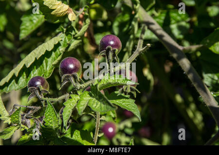 Bellevue, Washington, USA. Blau Gold Beeren heirloom Tomate. Unglaublich schöne cherry Typ in Lila und Gelb. Lange Cluster sind verpackt Stockfoto