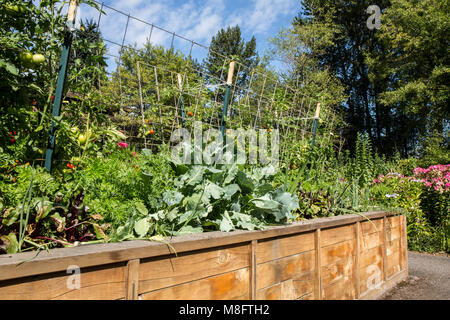 Taille - hohe Bett Garten mit Kohl, Karotten, Zwiebeln, Tomaten und Rüben in Bellevue, Washington, USA Stockfoto