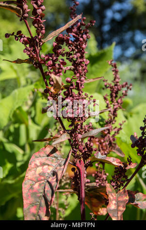 Red orach (Atriplex hortensis) wachsen in einem Garten. Stockfoto