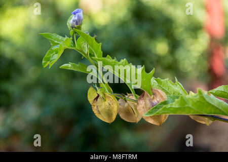 Känguru Apple, einem bewaldeten Strauch. Solanum aviculare, die gemeinhin als Poroporo (Neuseeland), Kangaroo Apple (Australien Stockfoto