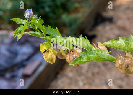 Känguru Apple, einem bewaldeten Strauch. Solanum aviculare, die gemeinhin als Poroporo (Neuseeland), Kangaroo Apple (Australien Stockfoto