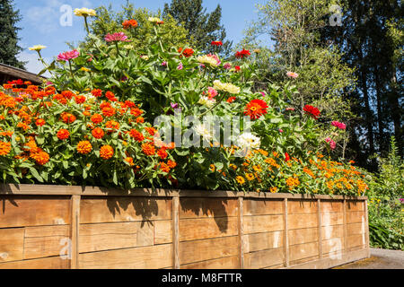 Blume Garten voller Butterblumen und zinnien in einem Hüfthohen angehoben Bed Stockfoto