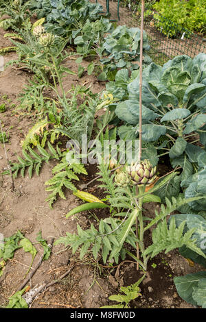 Artischocke Anlage. Der essbare Teil der Pflanze besteht aus den Blütenknospen, bevor die Blumen in voller Blüte kommen. Stockfoto