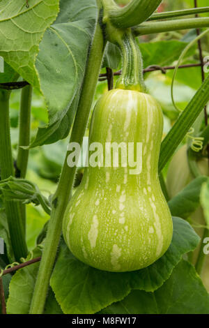 Barbara F1 Hybride Butternut Squash auf der Rebe Stockfoto