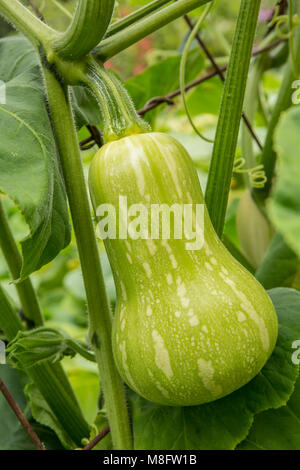 Barbara F1 Hybride Butternut Squash auf der Rebe Stockfoto