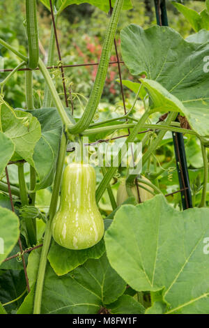 Butternut Kurbis Pflanze