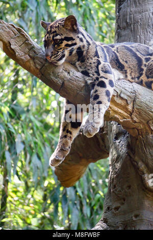 Leopard Faulenzen in einem Baum Stockfoto