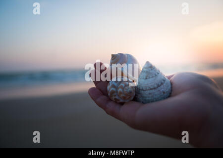 Drei Muscheln auf der Frau Hände im Abendlicht. Stockfoto