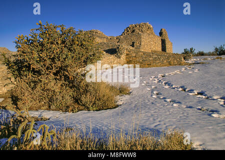 Buckhorn cholla Cactus in der zweiten Kirche Ruinen, Schnee im Winter, Gran Quivira, Salinas Pueblo Missions National Monument, New Mexico, USA Stockfoto