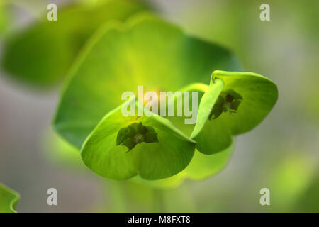 Zypressen-Wolfsmilch (Euphorbia Cyparissias) Stockfoto