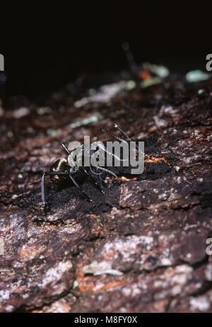 Golden carpenter Ant (Camponotus sericeiventris) Fütterung auf honigtau von Skala Insekten (Stigmacoccus sp.) Stockfoto