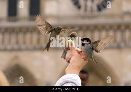 Beim Warten der Tempel von Notre Dame zu geben Sie diese freundlichen Freunde gab uns eine gute Zeit, sind Spatzen, die keine Angst haben, von Menschen, die Stockfoto