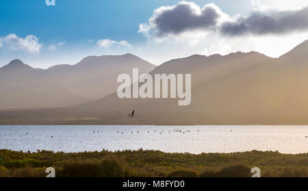 Flamingo fliegen durch das Paradies, im Naturpark Cabo de Gata, Almeria. Stockfoto