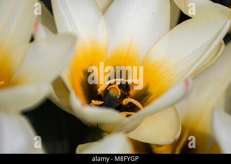 Frau Tulpe, Candy-stripe Tulpen, Tulipa Lady Jane mit Biene Damen-Tulpe 'Peppermint Stick" mit Biene Stockfoto