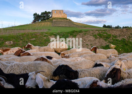 Ruine der Burg Friedrichs II. in Gravina in Puglia mit Schaf im Vordergrund. Region Apulien, Italien Stockfoto