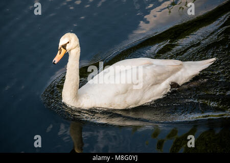 Ein Schwan gleitet über dunklen schwarzen Wassers, Wellen in seiner Spur Stockfoto