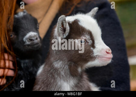 Eine Dame hält selten African Pygmy goat Zwillinge im Zoo an der Walton Hall und Gärten, Walton, Warrington, Cheshire, England, UK im März 2018 geboren Stockfoto