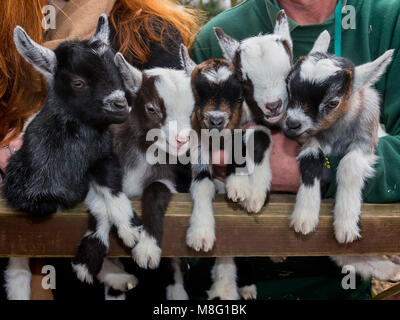 Seltene African Pygmy goat Drillinge und Zwillinge im Zoo an der Walton Hall und Gärten, Walton, Warrington, Cheshire, England, UK im März 2018 geboren Stockfoto