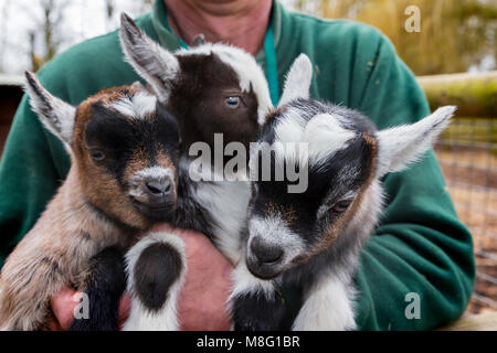 Ranger hält selten African Pygmy goat Drillinge im Zoo an der Walton Hall und Gärten, Walton, Warrington, Cheshire, England, UK im März 2018 geboren Stockfoto